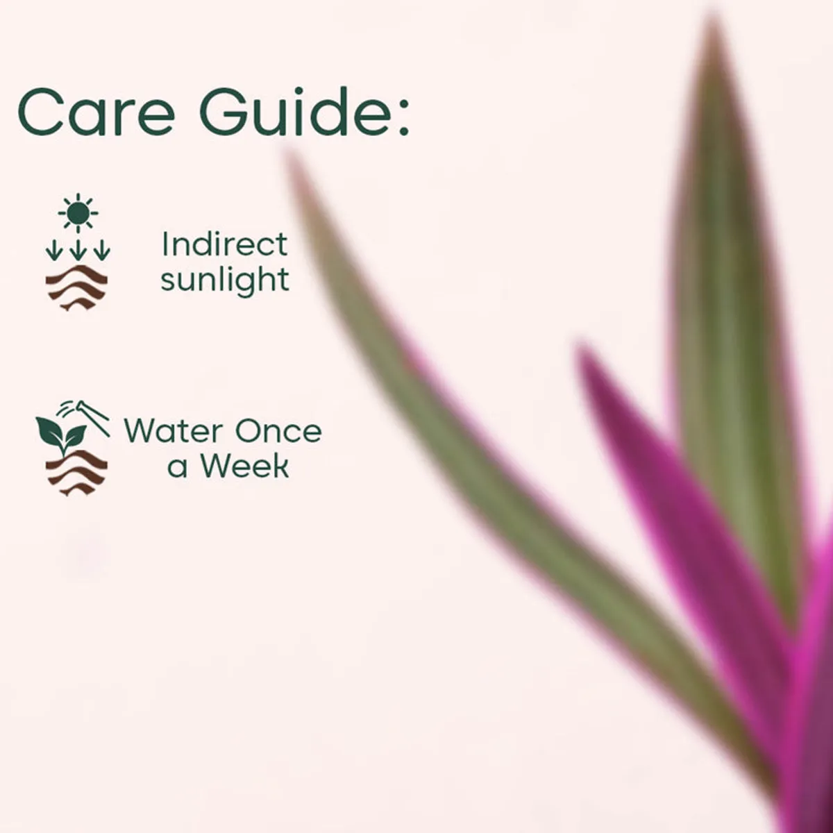 Rhoeo tricolor plant shown against a care guide backdrop