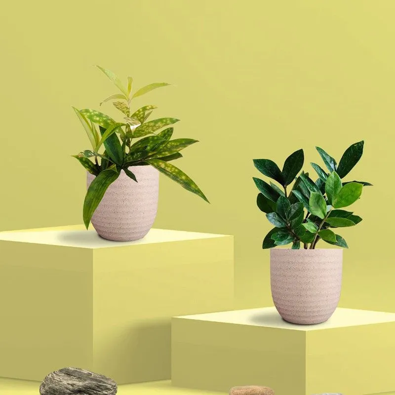 Greenkin ZZ & Bamboo Live Plants (Ivory) - Set Of Two media 3