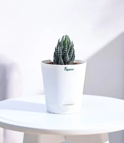 Live Plants