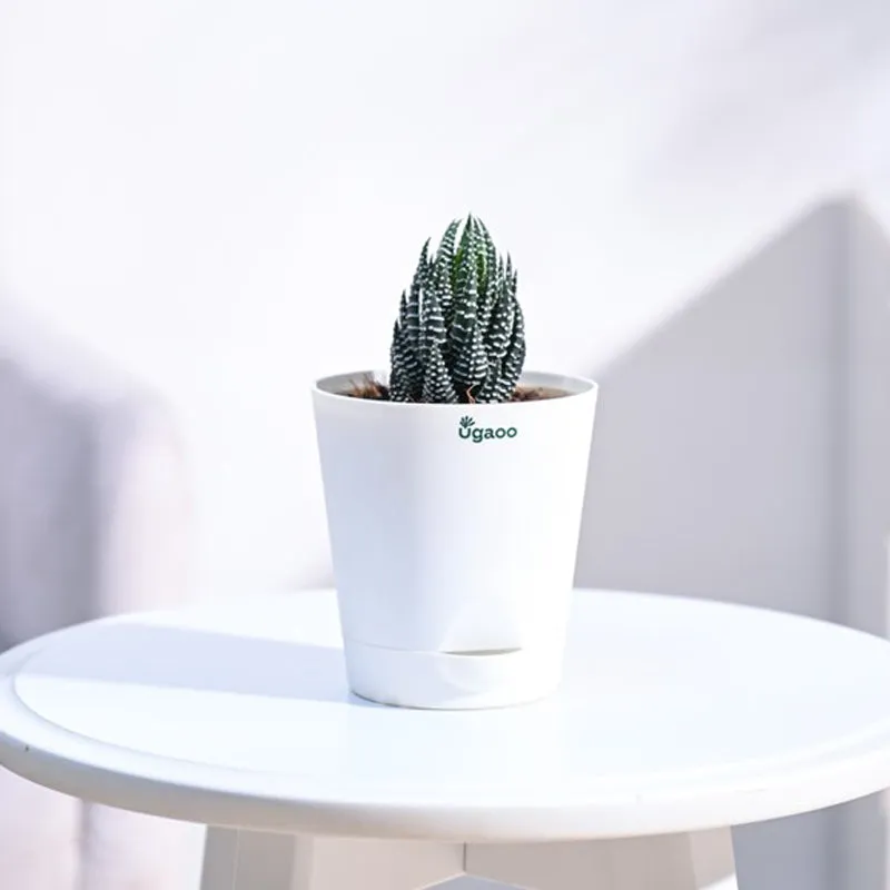 Ugaoo Haworthia Coarctata Plant media 1