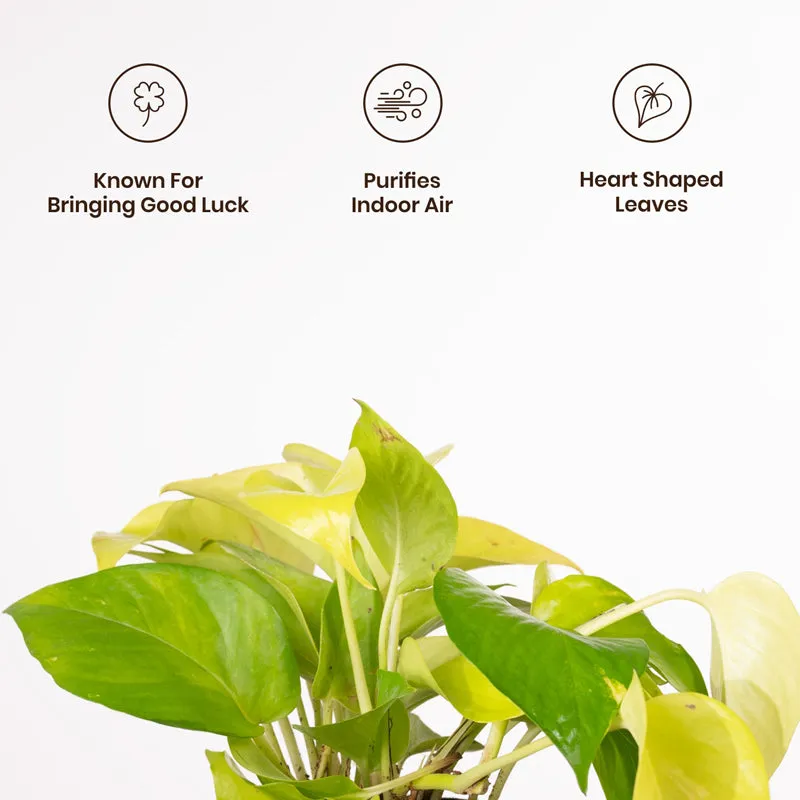 Kyari Golden Pothos Plant With Metal Self Watering Pot - Blue media 3