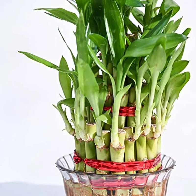 Ugaoo Lucky Bamboo Plant - 3 Layer media 6
