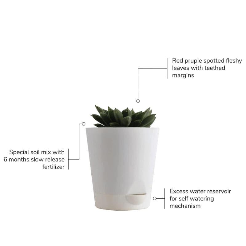 Ugaoo Succulent Plants Live With Pot - Set Of Four media 4