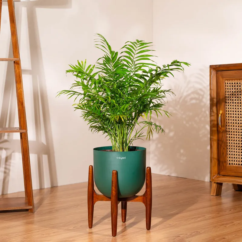 Kyari Areca Palm With Metal Self Watering Pot (Green) - 3 Feet media 1