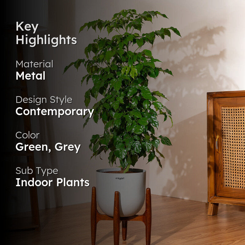 Kyari China Doll Plant With Metal Self Watering Pot (Grey) - 3 Feet media 2