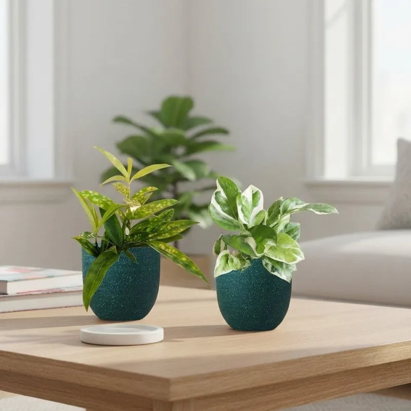Greenkin Bamboo & Njoy Live Plants (Green) - Set Of Two media 1