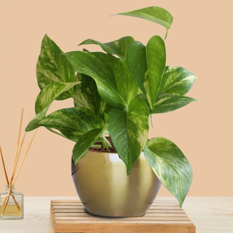 Greenkin Money Plant Gold King Live Plant media 3