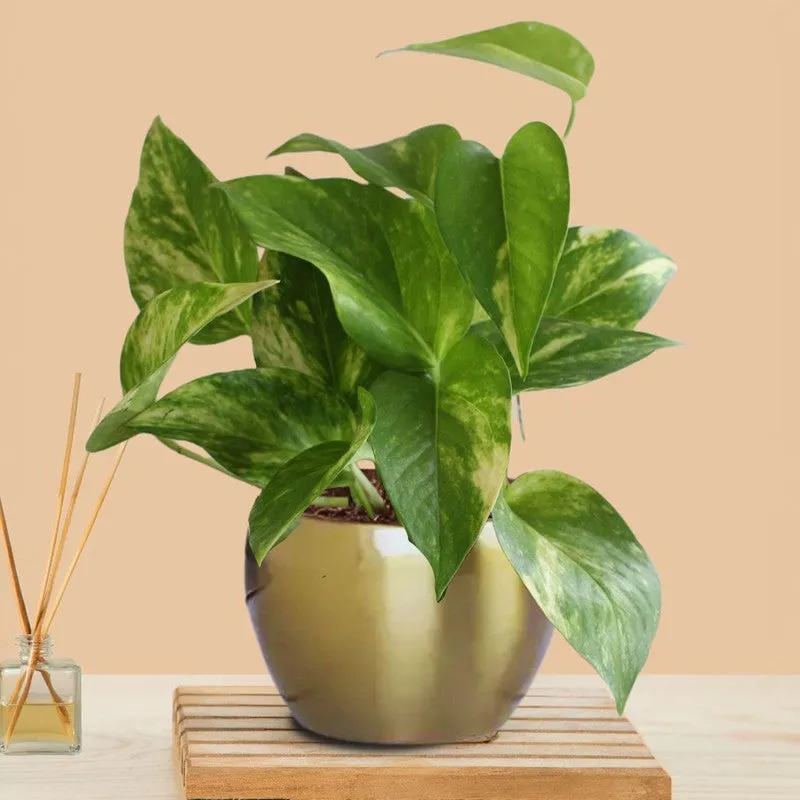 Greenkin Money Plant Gold King Live Plant media 3