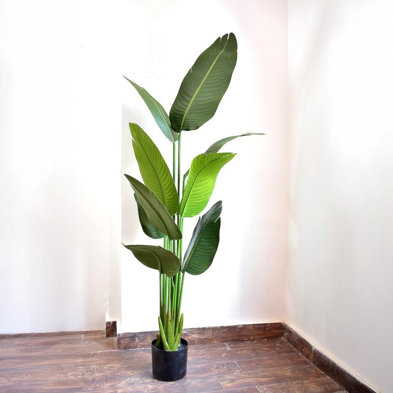Floris Artificial Banana Plant With Black Plastic Pot - 5.1 Feet media 5