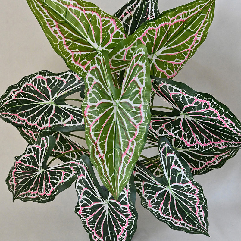 Faux Everlasting White Caladium Plant With Black Plastic Pot - 79 cm (2.6 ft) media 6
