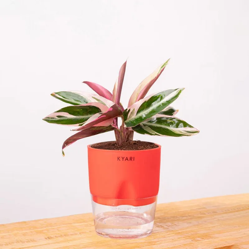 Kyari Calathea Triostar With Self Watering Pot - Red media 6