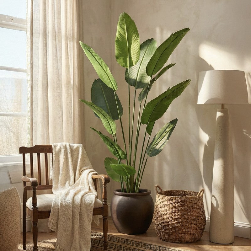 Virella Banana Leaf Palm Plant With Black Plastic Pot - 5.9 ft media 4