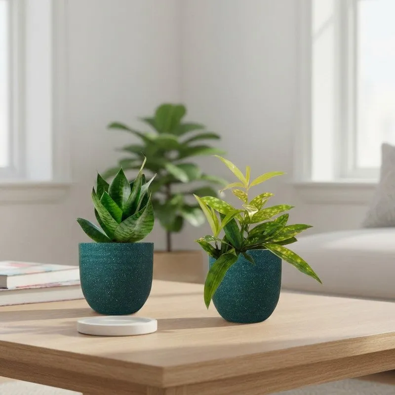 Greenkin Bamboo & Snake Live Plants (Green) - Set Of Two media 1
