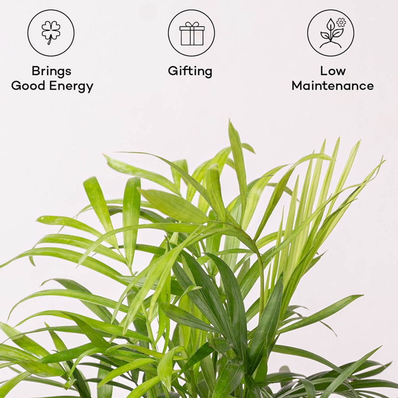 Kyari Chamaedorea Palm With Self Watering Pot (Grey) - 18 cm media 4