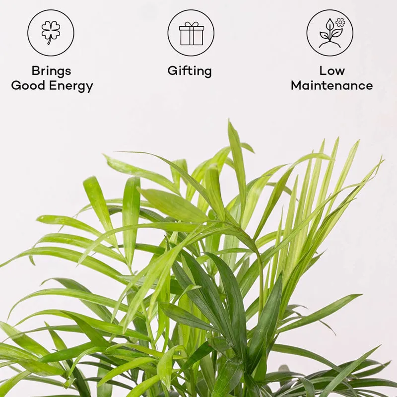 Kyari Chamaedorea Palm With Self Watering Pot (Grey) - 18 cm media 4