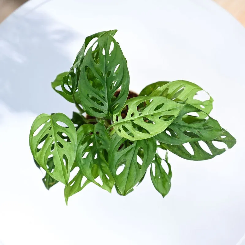 Ugaoo Broken Heart Plant media 4