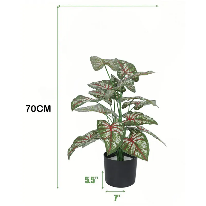Calena Artificial Caladium With Black Plastic Pot - 2.3 Feet media 6