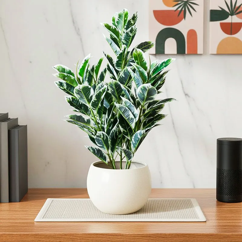 Faux Dumb Cane Plant With Black Plastic Pot - 2.79 ft media 1