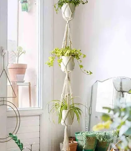 Cotton