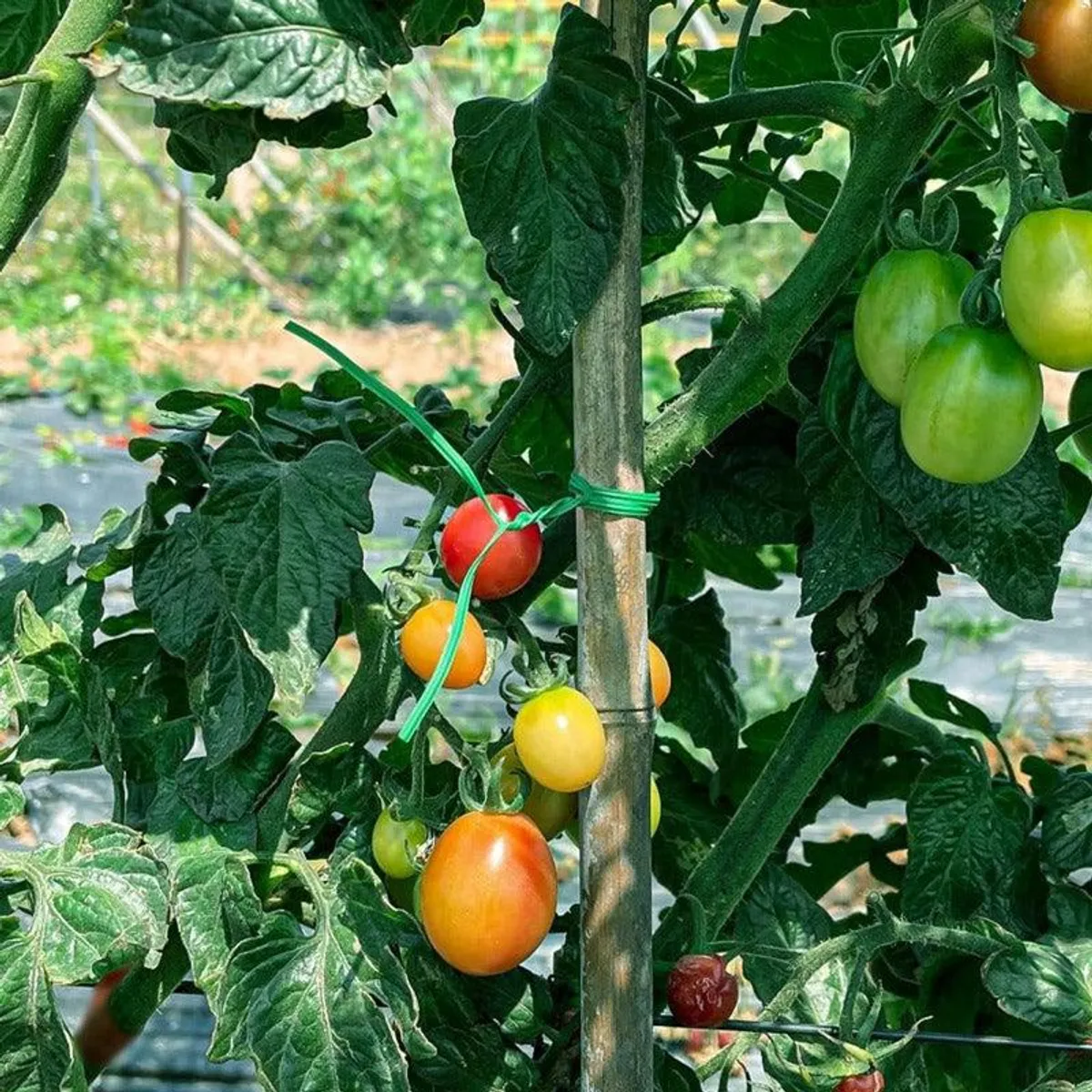 Green plant tie supporting a tomato plant beside a wooden stake