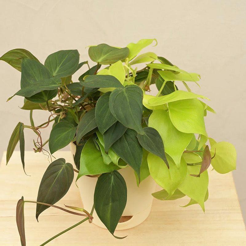 Ugaoo Philodendron Oxycardium Golden and Black Plant Bouquet media 5