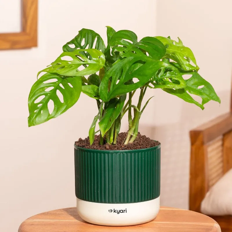 Kyari Broken Heart Plant with Self Watering Pot - Green media 1