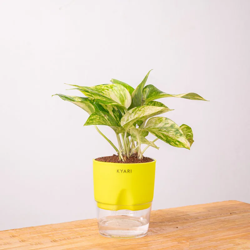 Kyari Money Variegated Plant With Self Watering Pot (Yellow) - 18 cm media 8