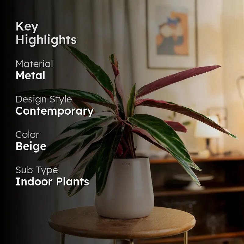 Kyari Calathea Triostar With Metal Self Watering Pot - Beige media 2