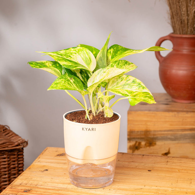 Kyari Money Variegated Plant With Self Watering Pot (Ivory) - 18 cm media 3