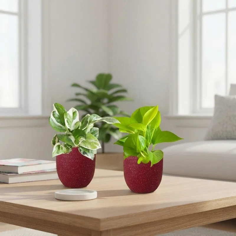 Greenkin Money Plant & Golden Pothos Live Plants (Red) - Set Of Two media 1