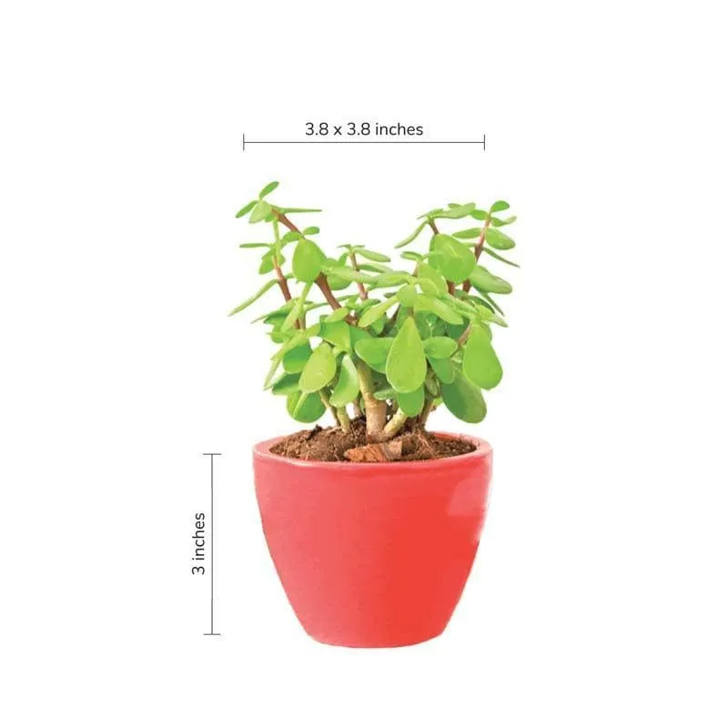 Ugaoo Apple Red Ceramic Pot- Small media 4