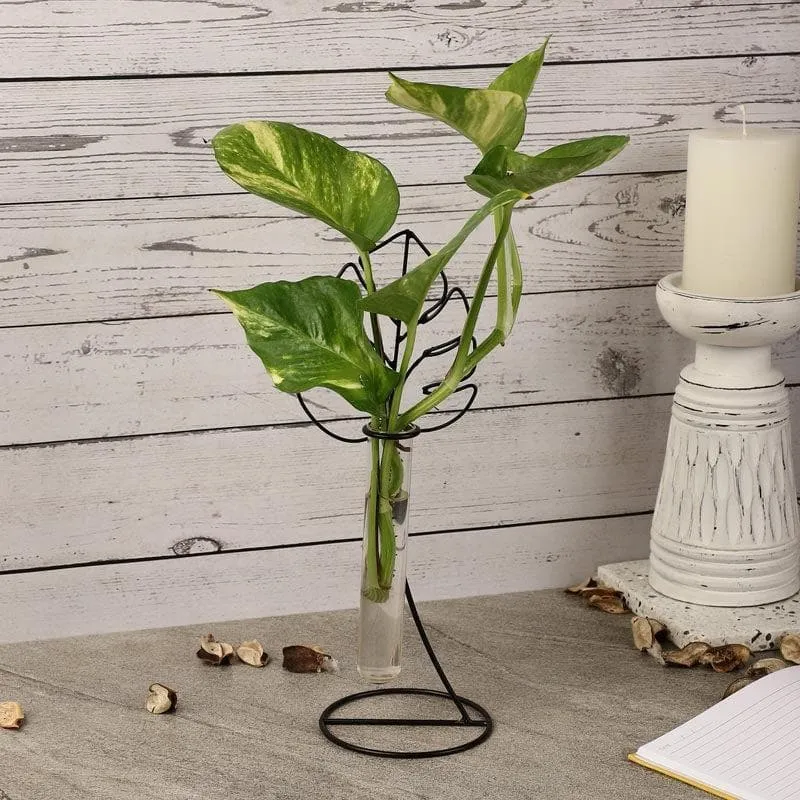 Aspen Testube Planter media 1