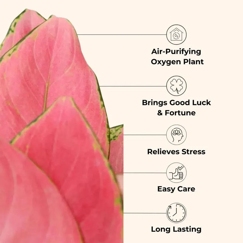 Greenkin Aglaonema Pink & Gold King Live Plants (Ivory) - Set Of Two media 4