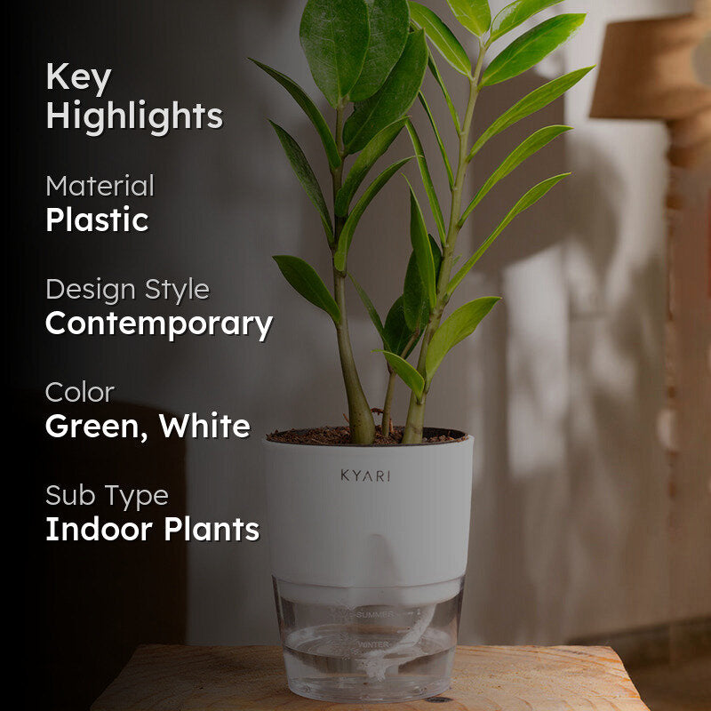 Kyari Zamioculcas Zamiifolia (ZZ) Plant With Self Watering Pot (White) - 18 cm media 2