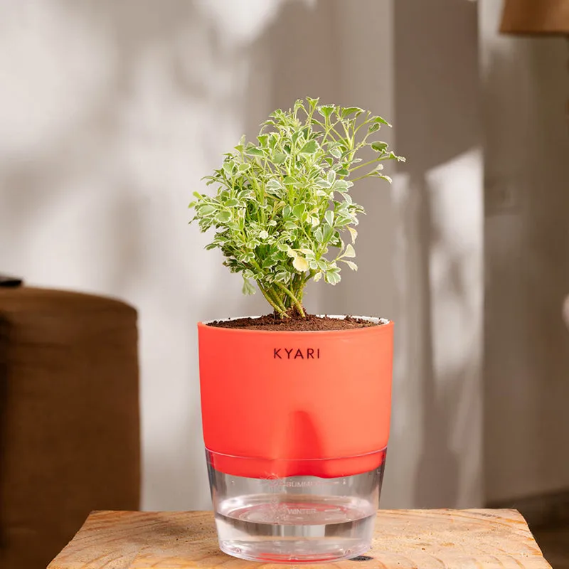 Kyari Aralia Variegated With Self Watering Pot - Red media 1