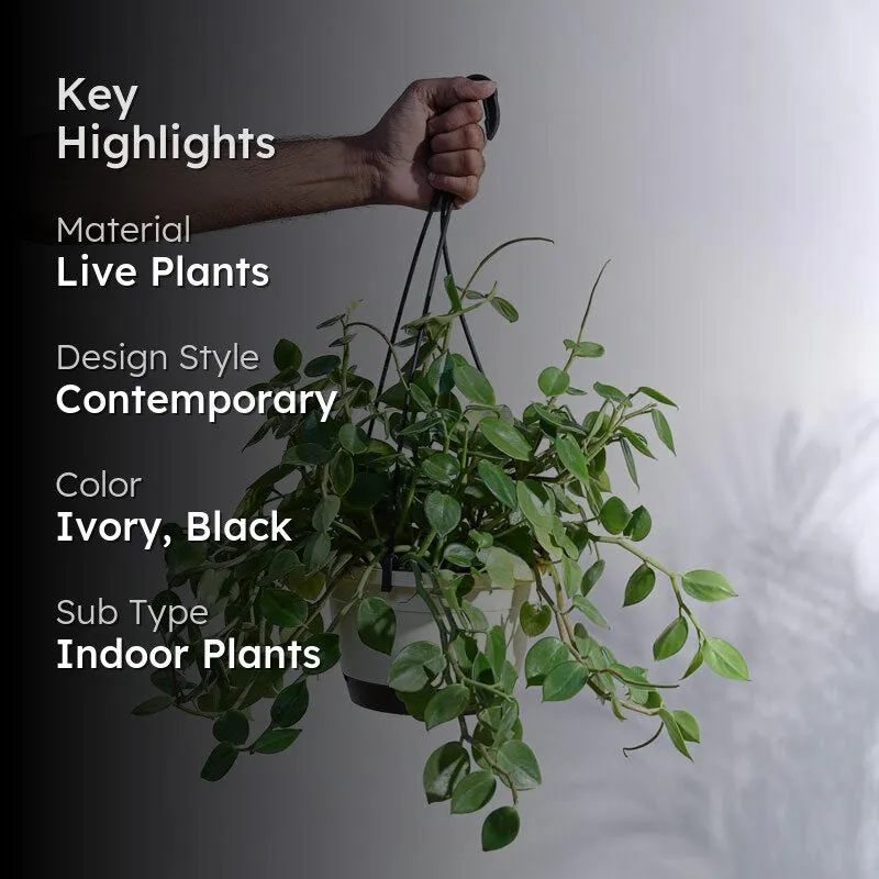 Ugaoo Peperomia Green Creeper with Hanging Planter media 2