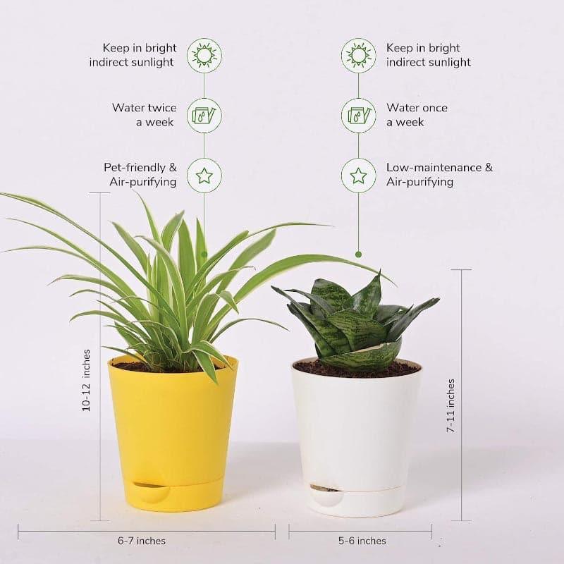 Ugaoo Spider, Sanseveria Air Purifier Plants With Pot - Set Of Two media 5