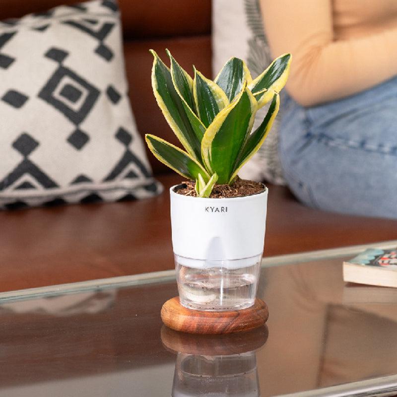 Kyari Golden Hahnii Snake Plant With Self Watering Pot - White media 4