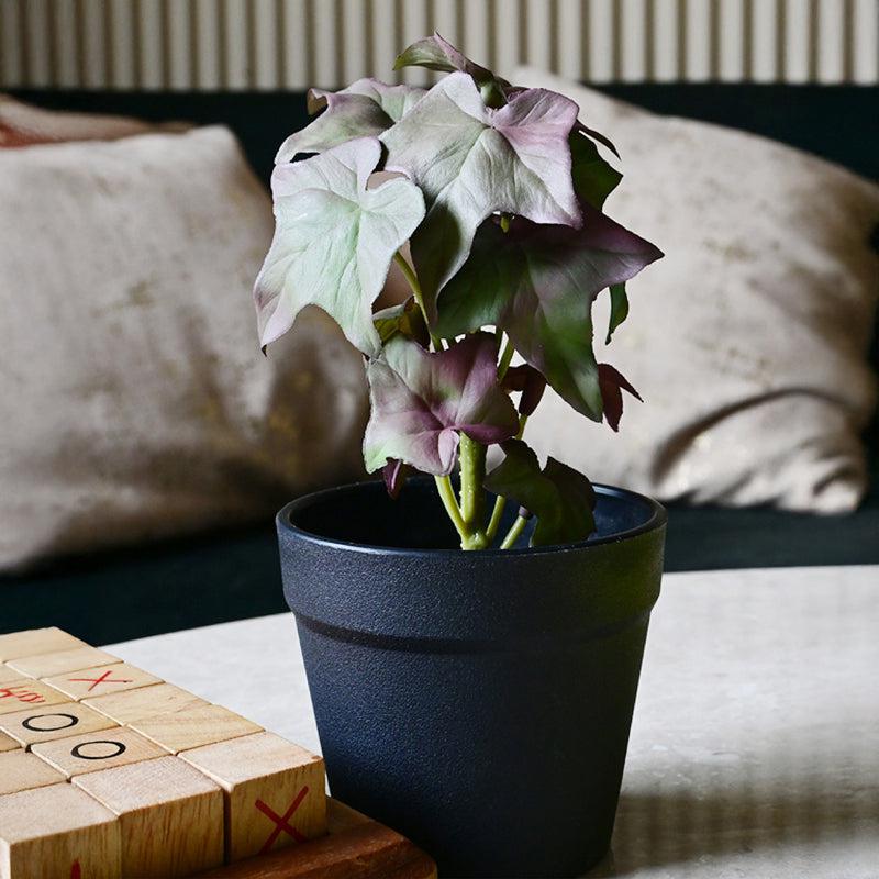 Ivette Artificial Mini Ivy Plant With Basic Black Plastic Pot (Purple) - 16 cm media 6