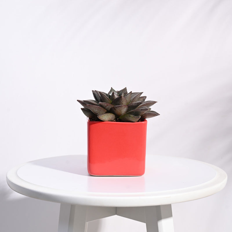 Ugaoo Square Orange Ceramic Pot media 3