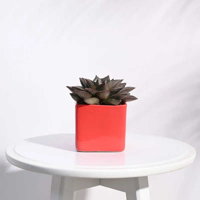Ugaoo Square Orange Ceramic Pot media 3