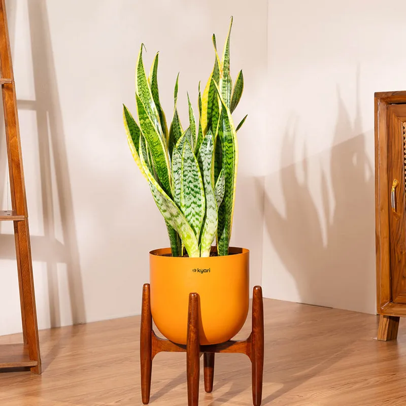 Kyari Sansevieria Zeylanica Golden Snake Plant With Metal Self Watering Pot (Orange) - 2.4 Feet media 1