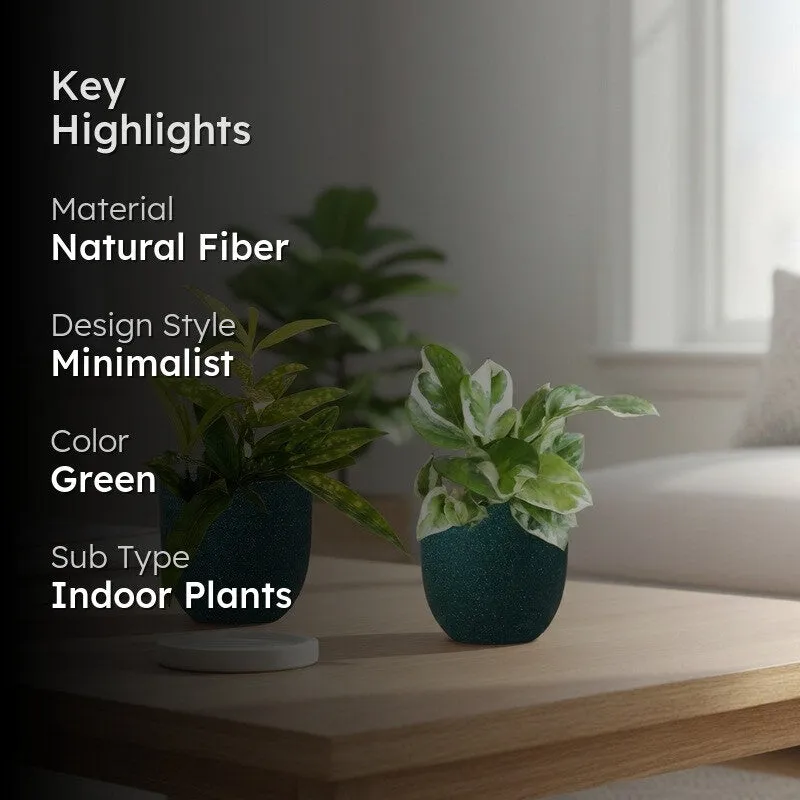 Greenkin Bamboo & Njoy Live Plants (Green) - Set Of Two media 2
