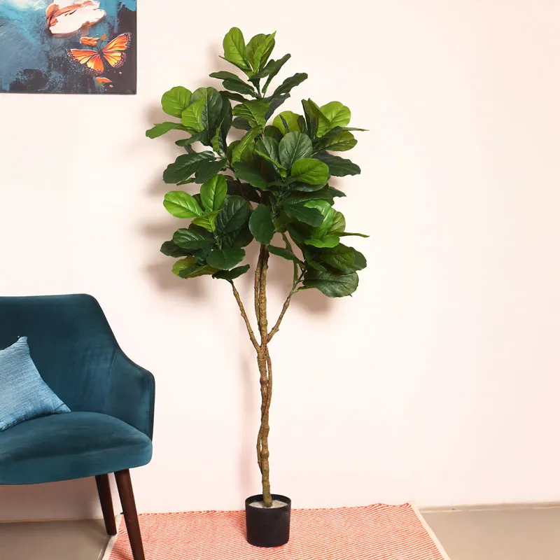 Verdiq Artificial Fiddle Fig With Black Plastic Pot - 5.5 Feet media 3