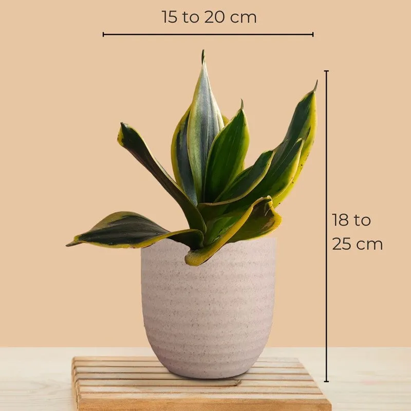 Greenkin Aglaonema Wishes & Golden Snake Live Plants (Ivory) - Set Of Two media 10