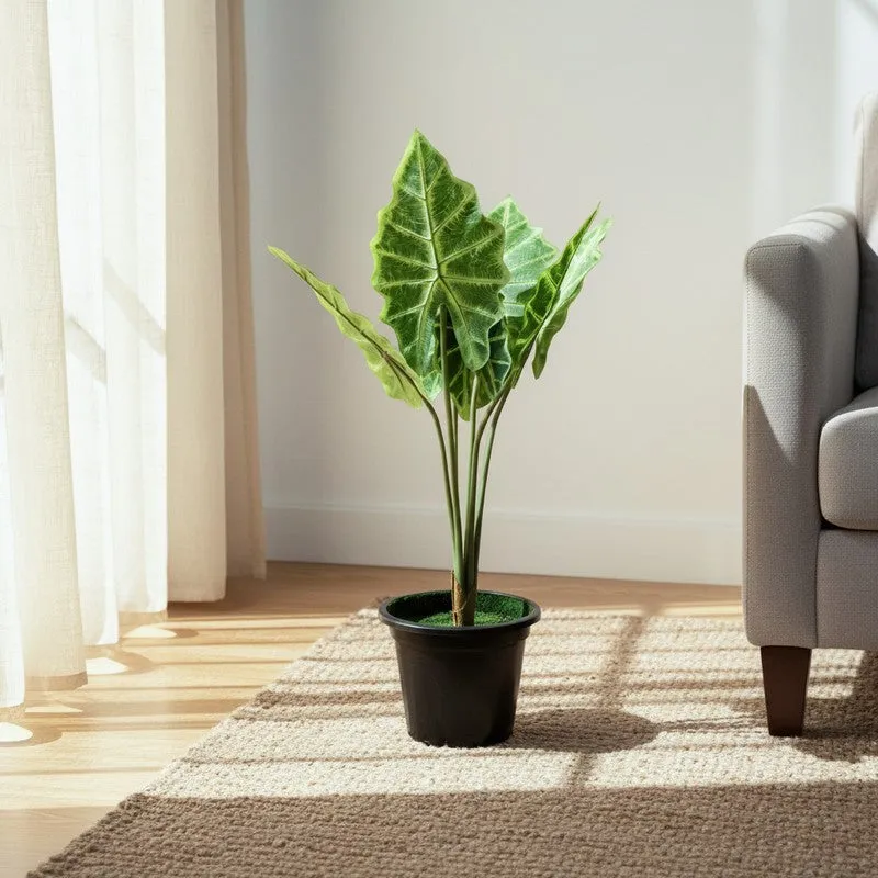 HomeBloom Artificial Alocasia Plant With Black Plastic Pot - 2 Feet media 3