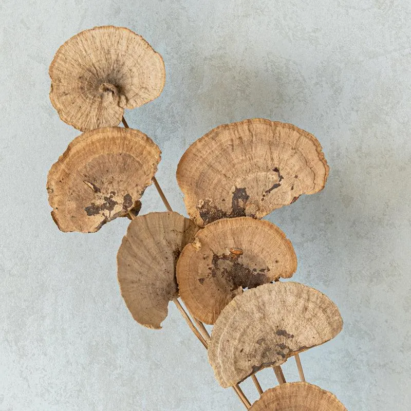 Leod Dried Sponge Mushroom Stick - Set Of Ten media 4