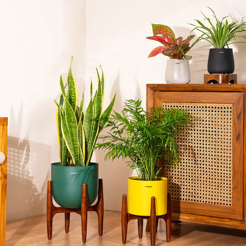 Kyari Areca Palm Plant With Metal Self Watering Pot (Black) media 4