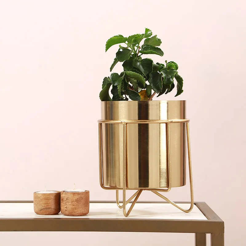Metal Root Iron Planter media 2