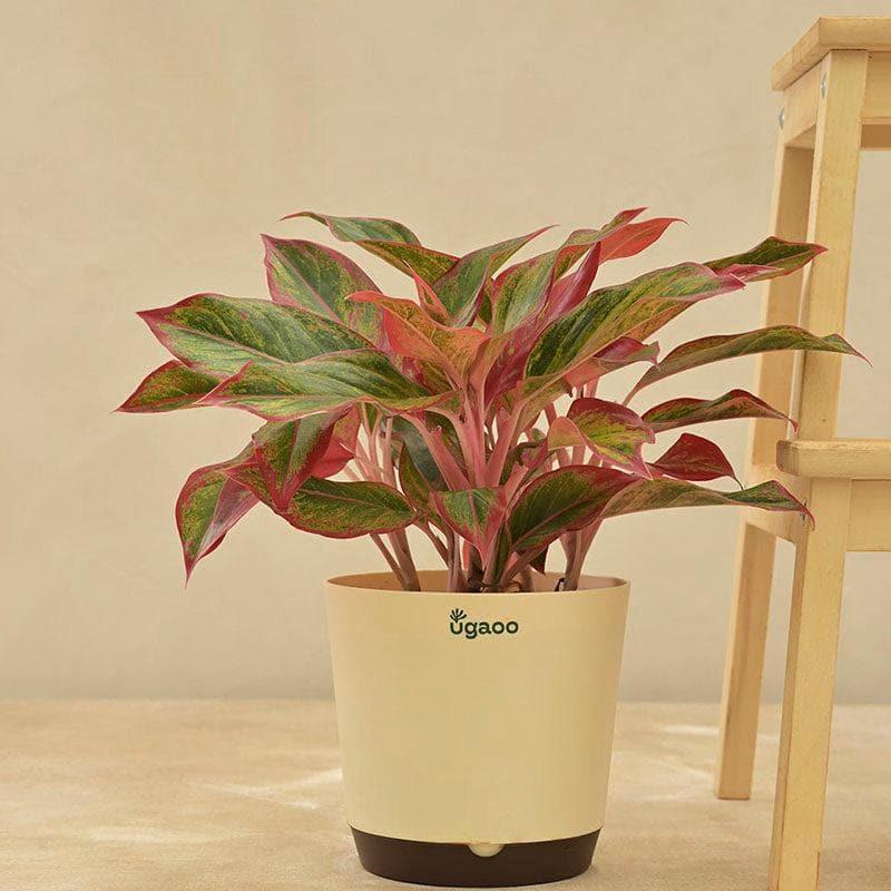 Live Plants